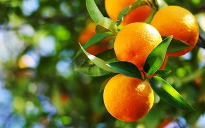 HTBA welcomes EFSA’s no safety concern scientific opinion on naringenin as flavouring substance