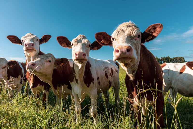 Animal Nutrition-800 Animal Nutrition