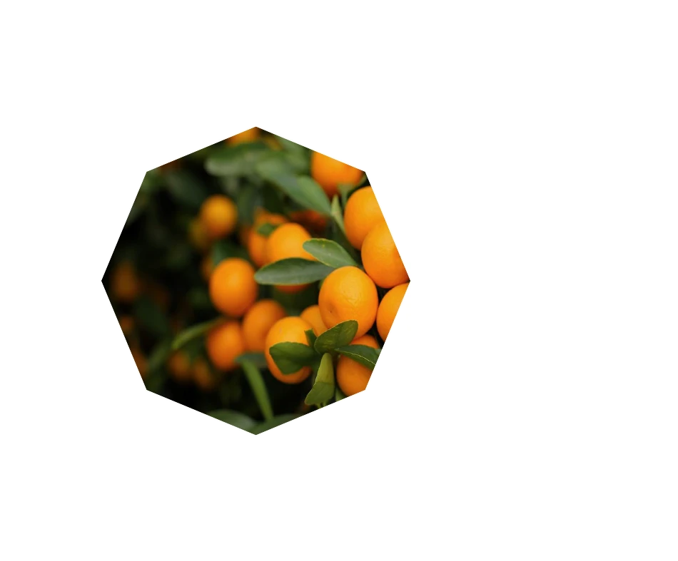 Vitafoods Europe 2026 banner